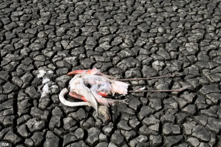 Ohne-Wasser-sterben-Tiere-und