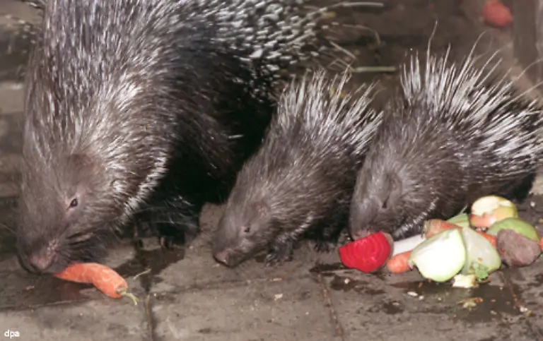 Um-sich-und-ihre-Nachkommen-zu-schuetzen-haben-Tiere-besondere-Koerperformen-Koerperteile-oder-Kampfstrategien-ausgebildet-Zum-Schutz-vor-Feinden-haben-Stachelschweine-Stacheln-die-aus-Koerperhaaren-entstanden-sind
