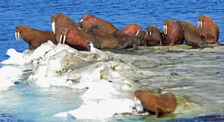 Bislang-gilt-das-Gebiet-um-den-geografischen-Nordpol-als-internationales-Territorium