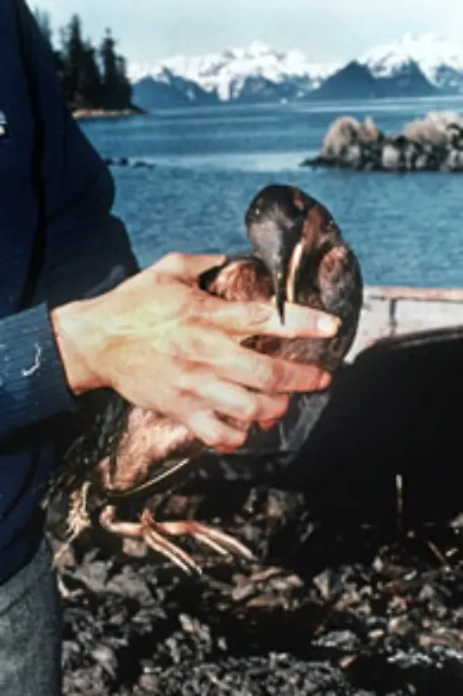 Noch-immer-finden-sich-Oelrueckstaende-an-den-Kuesten