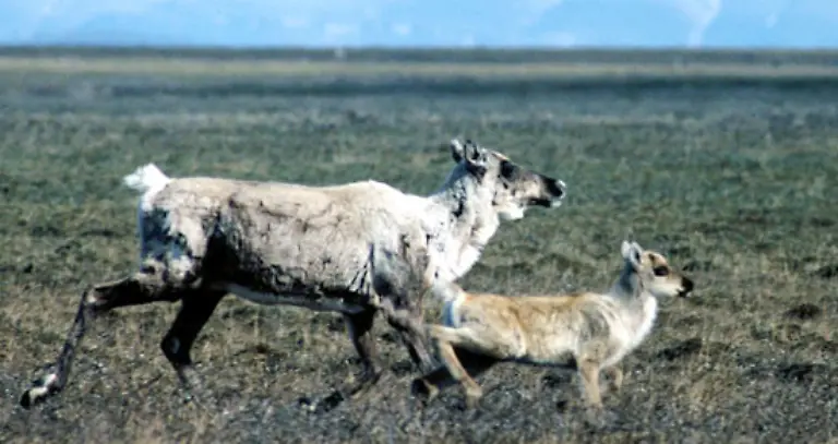 Der-Weltklimarat-warnt-dass-ein-komplett-eisfreier-Nordpol-in-den-Sommermonaten-im-schlimmsten-Fall-bereits-2040-moeglich-sei
