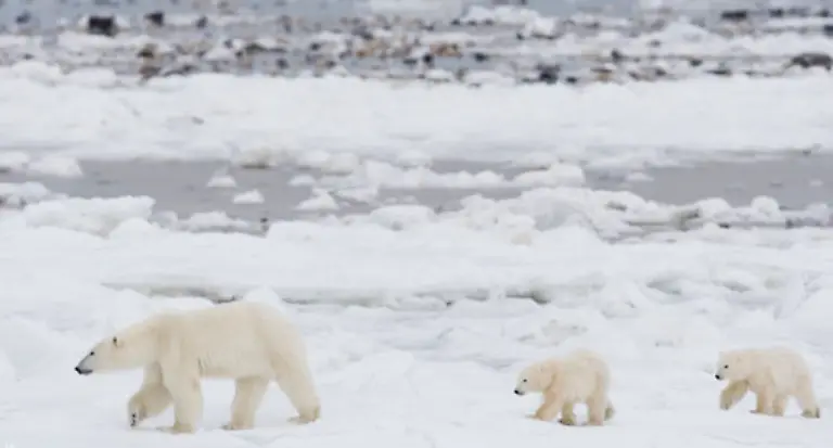 Bereits-im-Jahr-2050-koennte-das-Symbol-der-Arktis-fuer-immer-verschwunden-sein