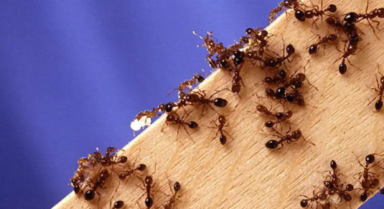 Sie-sehen-harmlos-aus-sind-es-aber-nicht