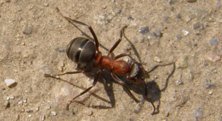 Das-Tier-das-urspruenglich-aus-Suedamerika-stammt-hat-es-in-der-Verpackung-von-Exportguetern-und-in-Schiffscontainern-bereits-bis-nach-China-Taiwan-Malaysia-Australien-und-in-die-USA-geschafft