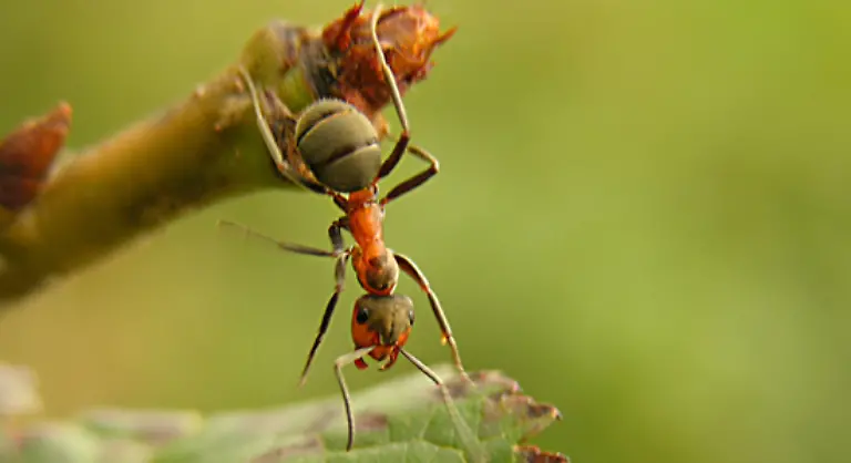 Ameisen-werden-von-den-Vereinten-Nationen-UN-bereits-fuer-Milliardenschaeden-in-der-Landwirtschaft-verantwortlich-gemacht