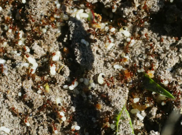 Vor-allem-die-Rote-Feuerameise-macht-als-Einwanderertier-Neozoon-Plural-Neozoen-Probleme-Sie-vermehrt-sich-schnell-greift-Tier-und-Mensch-an-und-vertreibt-andere-Insekten