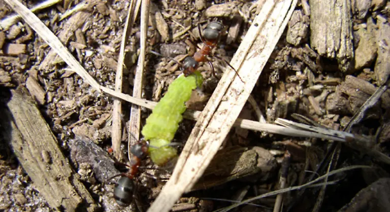 Die-UN-will-nun-mit-vereinten-Kraeften-gegen-das-Tier-vorgehen-denn-die-Rote-Feuerameise-bedroht-massiv-die-Artenvielfalt