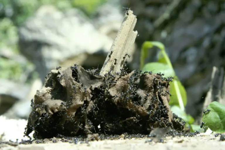 Aber-Ameisen-haben-auch-nuetzliche-Eigenschaften