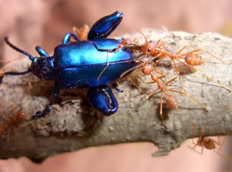 Sie-raeumen-den-Wald-auf-lockern-den-Boden-und-foerdern-die-Humusbildung