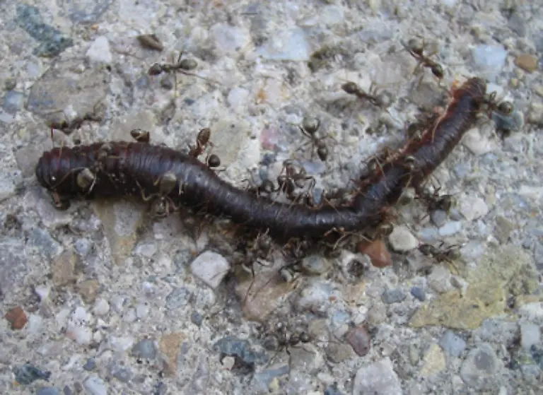 Als-Allesfresser-vertilgen-sie-Unmengen-an-Insekten-und-Schaedlingen-aber-auch-Pflanzenteile-und-Aas