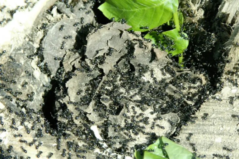 Rund-12-000-verschiedene-Arten-besiedeln-billionenfach-die-Erde