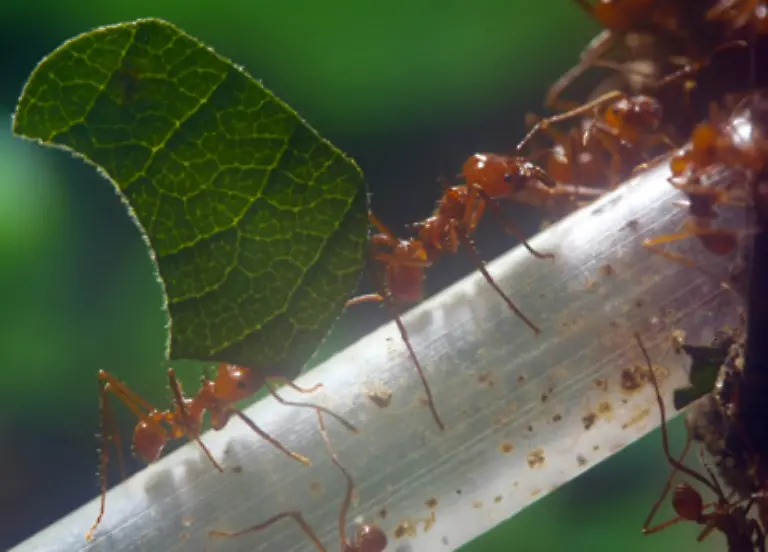Blattschneideameisen-beispielsweise-koennen-innerhalb-kurzer-Zeit-einen-ganzen-Baum-entlauben