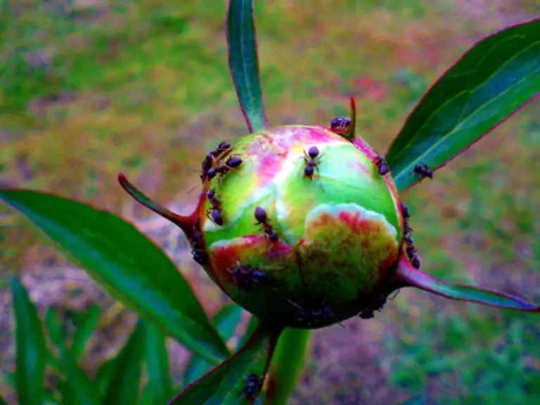 sind-die-gefraessigen-Krabbeltiere-ungern-gesehen-ebenso