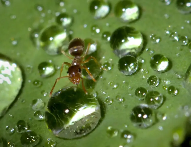 denn-bei-ausreichendem-Nahrungsangebot-koennen-sich-Ameisen-rasend-schnell-vermehren-Dann-beginnt-der-Kampf-um-den-Lebensraum