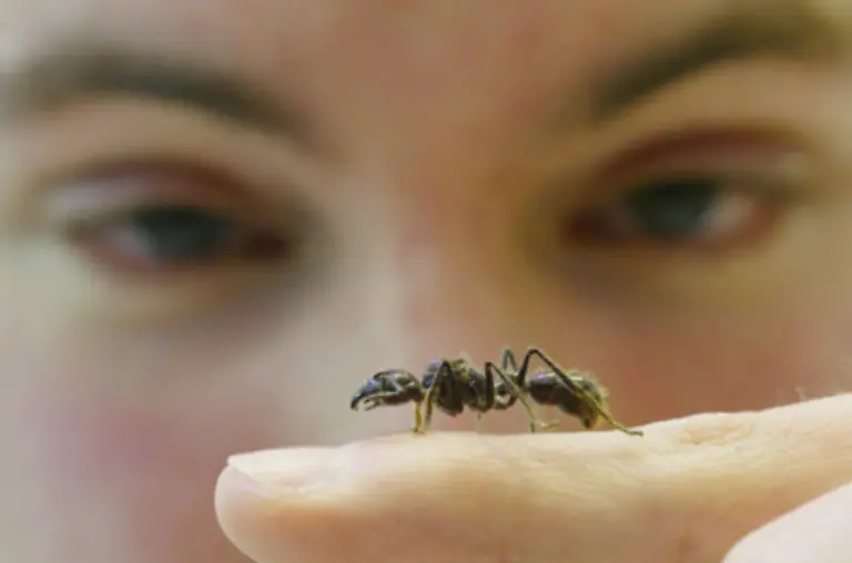 Im-Gegensatz-dazu-gibt-es-inzwischen-Menschen-die-Ameisen-als-Haustiere-halten