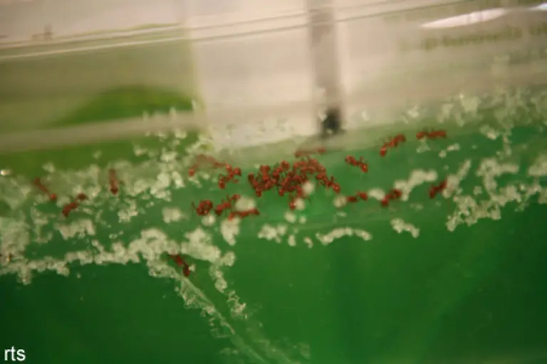 Die-Tiere-werden-in-einem-Terrarium-mit-entsprechendem-Nest-gehalten-gefuettert