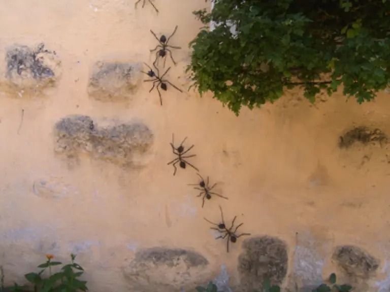 Wenn-Ameisen-auf-Nahrungssuche-gehen-legen-sie-oftmals-lange-Strecken-zurueck-und-benutzen-schon-vorhandene-Pfade