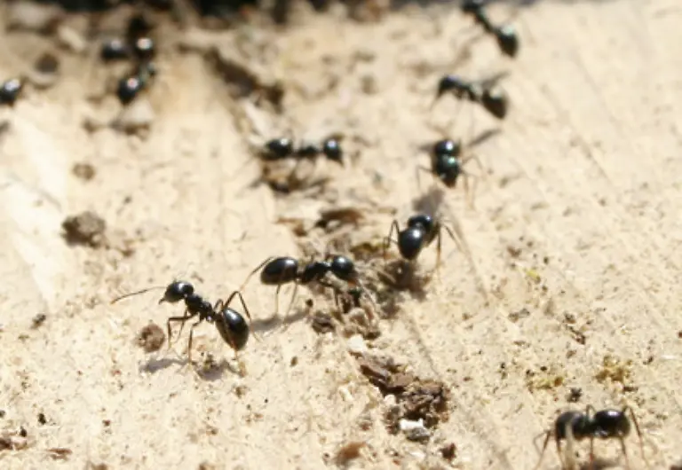 Denn-bei-neu-entdeckten-Nahrungsquellen-markiert-die-Ameise-bei-ihrer-Rueckkehr-zum-Nest-den-Pfad-zur-Nahrung-mit-bestimmten-Pheromonen