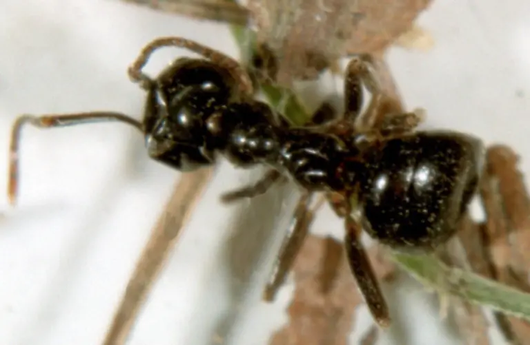 Diese-koerpereigenen-Duftstoffe-dienen-den-Tieren-als-wertvolles-Kommunikationsinstrument-Es-gibt-fuer-jede-Situation-einen-bestimmten-Duft