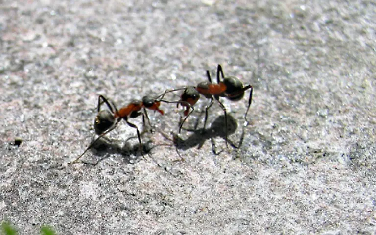 Ausserdem-kommunizieren-Ameisen-durch-das-Betasten-mit-den-Fuehlern-Eine-differenzierte-Kommunikation-ist-noetig-denn