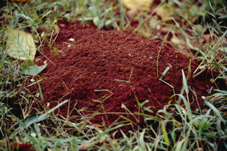 Ameisen-leben-in-hochsozialen-Gemeinschaften-Die-Anzahl-der-Tiere-variiert-dabei-zwischen-200-und-20-Millionen-In-unseren-Breiten-bauen-die-Ameisen-sogenannte-Ameisenhuegel-oder-haufen