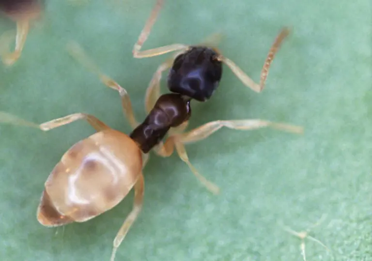 Einzelne-Tiere-wuerden-in-der-Natur-schnell-sterben-denn-Ameisen-haben-eine-ausgekluegelte-Arbeitsteilung-innerhalb-ihres-Staates