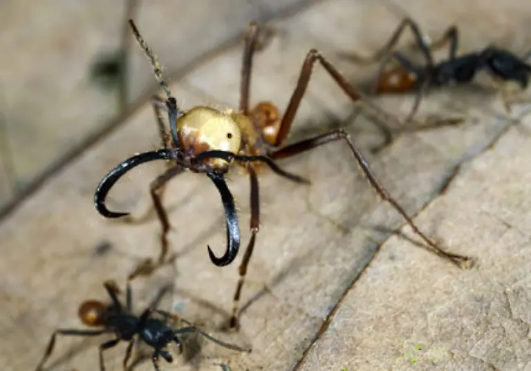 Ameisenkoeniginnen-sind-die-groessten-Exemplare-in-einem-Ameisenstaat