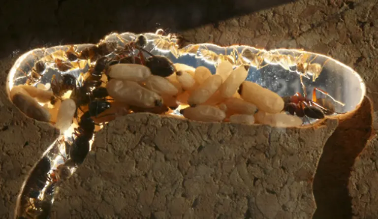 Sie-tragen-bis-zur-Begattung-Fluegel-Danach-sind-sie-fuer-die-Eiablage-in-einem-Nest-verantwortlich