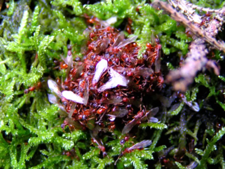 Die-Maennchen-tragen-dagegen-dauerhaft-Fluegel-Sie-sind-ausschliesslich-fuer-die-Befruchtung-der-jungen-Koeniginnen-zustaendig-In-einem-Ameisenstaat-leben-zuweilen-auch-mehrere-Koeniginnen