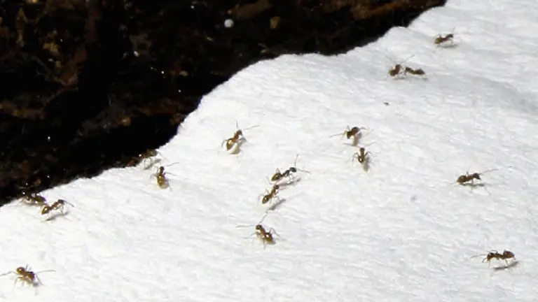 Die-Arbeiterinnen-erledigen-alle-anderen-Arbeiten-Sie-bauen-das-Nest-schaffen-Nahrung-herbei-und-versorgen-die-Brut