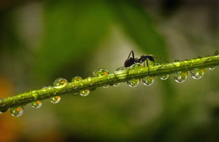 Jede-Arbeiterin-hat-eine-bestimmte-Aufgabe-im-Staat-Je-nach-Bedarf-kann-sich-diese-im-Laufe-des-Lebens-aber-mehrmals-aendern