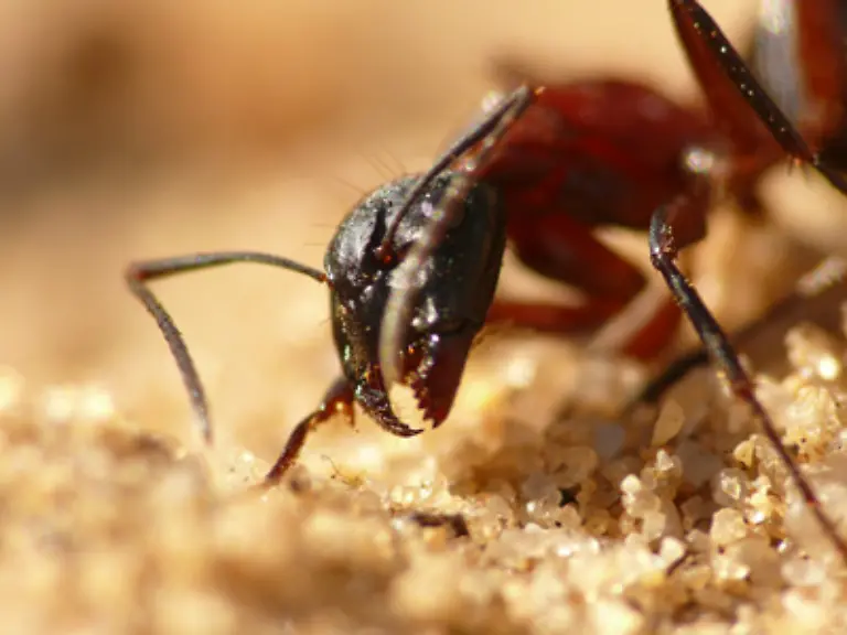 Die-Arbeiterinnen-koennen-zudem-als-Verteidiger-ihres-Nests-zum-Einsatz-kommen-In-diesem-Fall-bilden-die-Tiere-besonders-grosse-Oberkiefer-aus-Sie-werden-in-der-Fachsprache-dann-als-Soldaten-bezeichnet