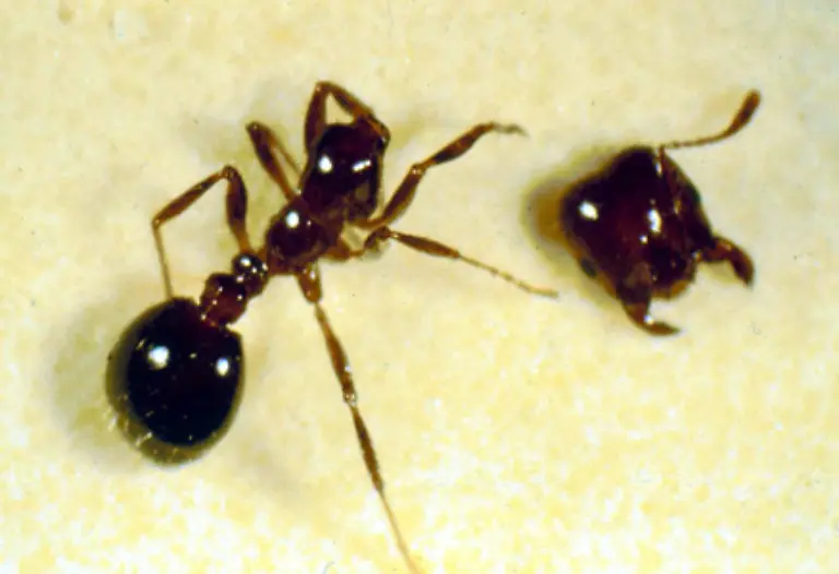 Ameisen-sind-sehr-kriegerische-Tiere-Bei-Schlachten-zwischen-verschiedenen-Voelkern-kommt-es-oftmals-zu-vielen-toten-Tieren