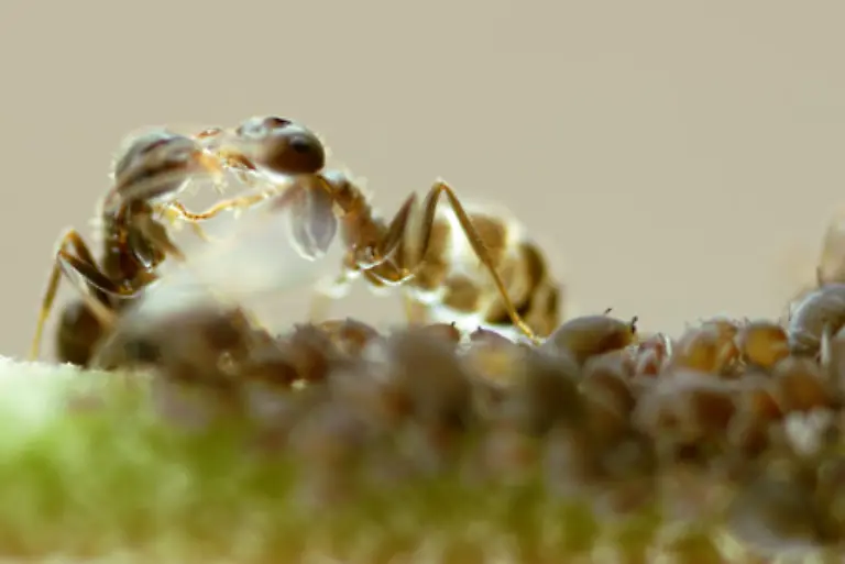 Unter-Umstaenden-kann-sogar-ein-Ameisenvolk-ein-anderes-versklaven-Die-unterlegenen-Tiere-muessen-dann-dem-Siegervolk-bei-allen-anfallenden-Arbeiten-helfen