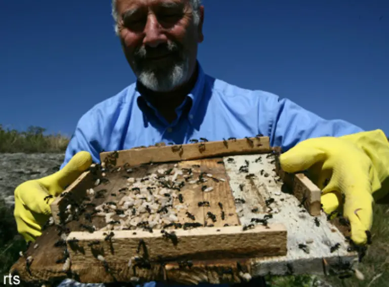 Die-Nester-der-Ameisen-gibt-es-in-verschiedenen-Varianten-Ameisen-nisten-in-der-Erde-unter-Steinen-in-Holzkaesten-oder-hohlen-Baeumen