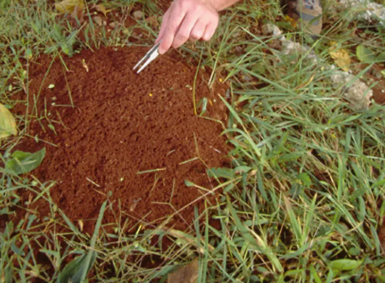 In-unseren-Breiten-baut-vor-allem-die-Waldameise-grosse-Ameisenhuegel-Das-ist-der-sichtbare-Teil-eines-Ameisennests-der-aus-Tannenadeln-Blaettern-und-Zweigen-besteht