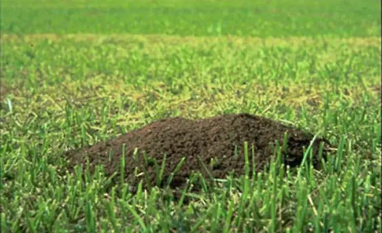 In-der-Mitte-des-Nestes-gibt-es-ein-konstantes-Klima-und-bei-einheimischen-Arten-Temperaturen-von-ungefaehr-30-Grad-Hier-legt-die-Koenigin-die-Eier-ab-und-hier-werden-auch-die-Larven-aufgepaeppelt