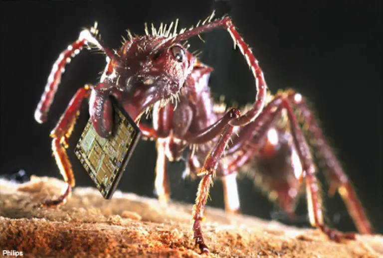 Sie-hat-jedoch-keine-Macht-im-Ameisenstaat-obwohl-sie-eine-privilegierte-Stellung-geniessen-kann