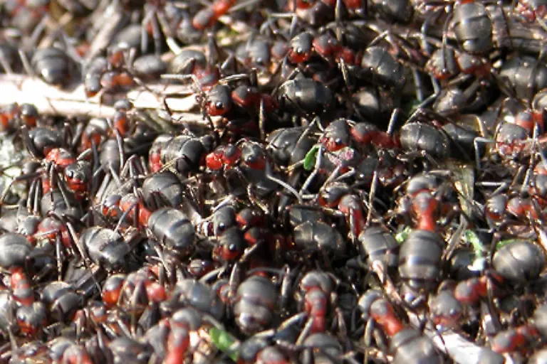 Im-Ameisenstaat-scheint-das-gleiche-Motto-wie-bei-den-Musketieren-zu-gelten-Einer-fuer-alle-und-alle-fuer-einen