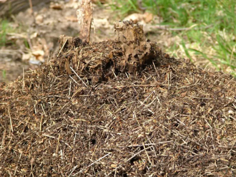 Mit-sogenannter-kollektiver-Intelligenz-halten-die-Tiere-ihre-Gemeinschaft-am-Leben