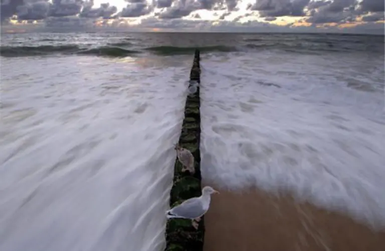 Moewen-sitzen-am-Strand-von-Wenningstedt-auf-der-Nordseeinsel-Sylt-kurz-nach-Sonnenuntergang-aufgenommen-von-Kay-Nietfeld-am-2-Oktober-2005