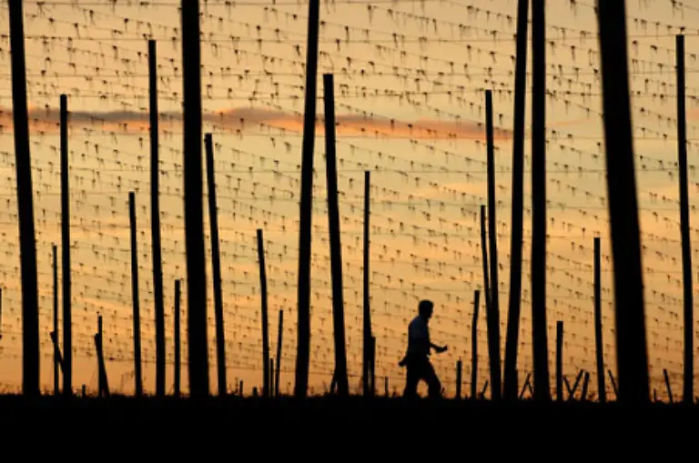 Ein-Mann-geht-am-04-Oktober-2006-in-der-Hallertau-nahe-dem-niederbayerischen-Siegenburg-hinter-den-Holzstangen-eines-Hopfengartens-entlang-Armin-Weigel-war-es-ein-Foto-wert
