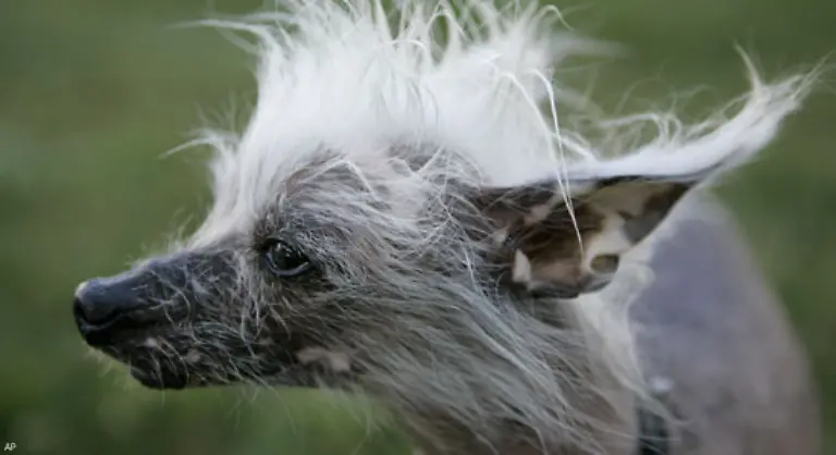Einmal-jaehrlich-gibt-es-hier-den-ugly-dog-contest