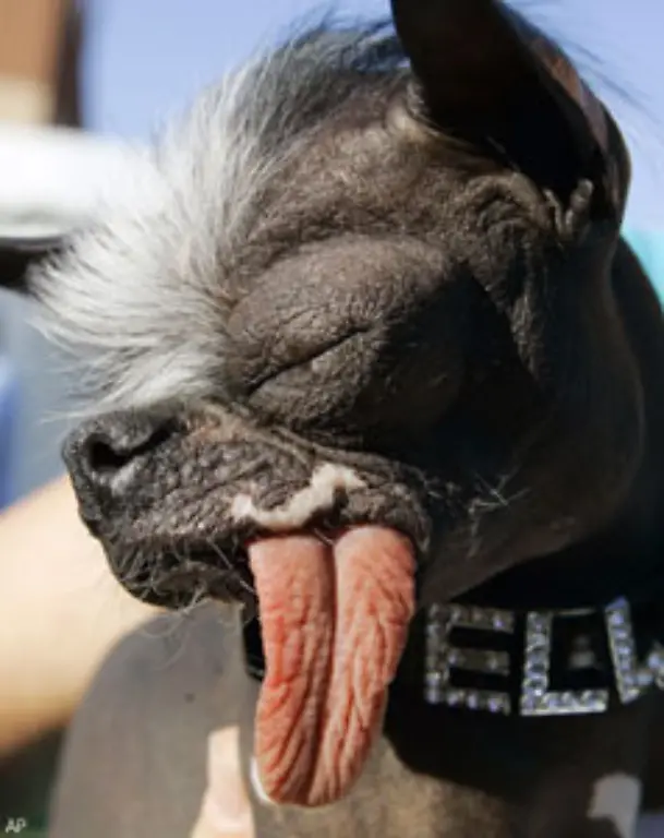 der-sollte-auf-einen-chinesischen-Schopfhund-zurueckgreifen