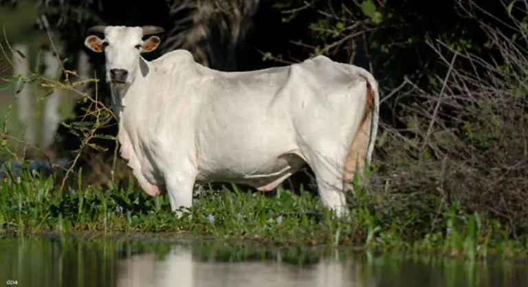 der-wachsende-Hunger-nach-Fleisch