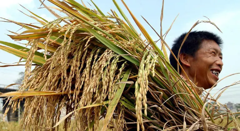 Drei-Milliarden-Menschen-waeren-betroffen-und-die-weltweite-Lebensmittelproduktion-in-Mitleidenschaft-gezogen-stellen-doch-China-und-Indien-die-Haelfte-der-weltweiten-Reisproduktion