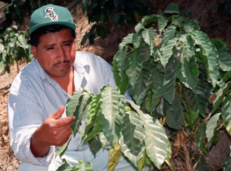So-konnte-beispielsweise-der-Wassereinsatz-fuer-die-Herstellung-von-Kaffee-auf-10-Prozent-vermindert-werden-Auch-gibt-es-mittlerweile-Kulturpflanzen-die-bei-weniger-Wasserbedarf-einen-gleichen-oder-sogar-hoeheren-Ertrag-liefern