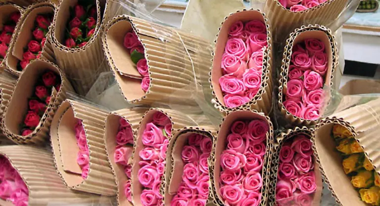 werden-in-direkter-Nachbarschaft-Schnittblumen-fuer-Europa-produziert-rund-um-die-Uhr-durch-einen-eigenen-Brunnen-bestens-mit-Wasser-versorgt