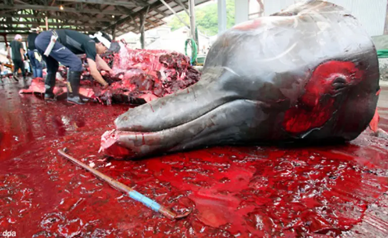 Das-Festhalten-am-Walfang-scheint-mehr-politische-Entscheidung-und-internationales-Kraeftemessen-zu-sein