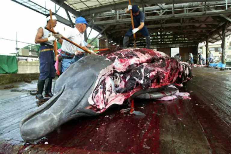 Auch-die-Absatzmaerkte-fuer-Walprodukte-werden-sowohl-in-den-Walfanglaendern-als-auch-international-immer-kleiner-Aus-diesem-Grund-wird-der-Walfang-von-den-Regierungen-seit-einigen-Jahren-stark-subventioniert